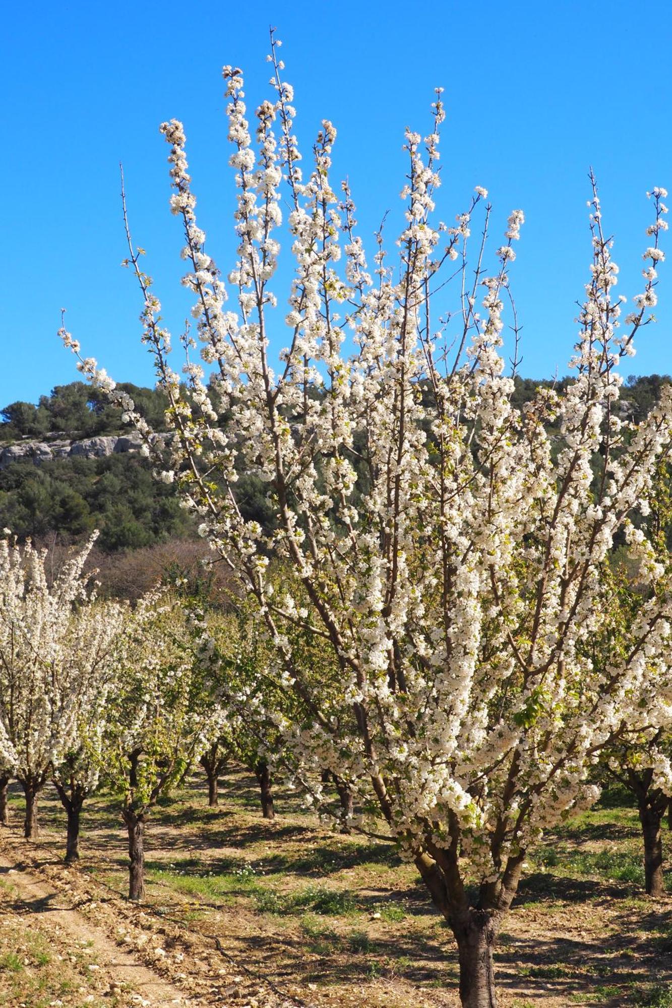 Chambres D'Hotes Le Relais Des Marmottes En Luberon Lagnes Ngoại thất bức ảnh
